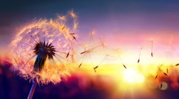 Make a wish - paardebloem - Sanistrellla