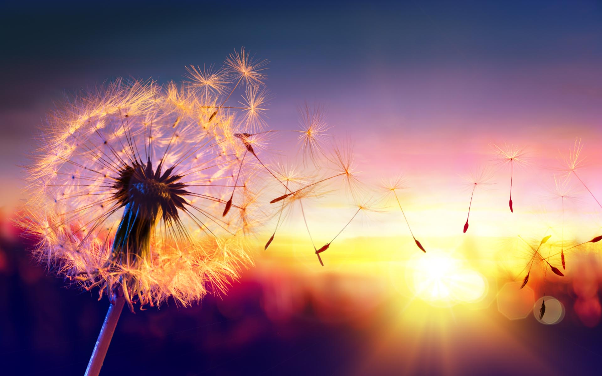 Dandelion