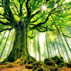 Audio Recording: Connecting with Naturebeings (26 Jan 2021)
