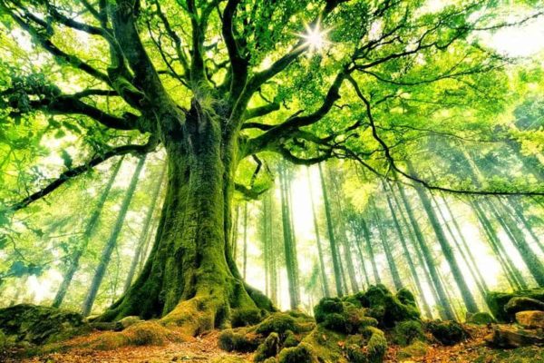 Audio Recording: Connecting with Naturebeings (26 Jan 2021)