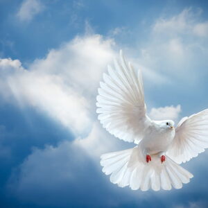FREE: Peace Meditation & Channeling with our Star Family (1 Nov 2023)