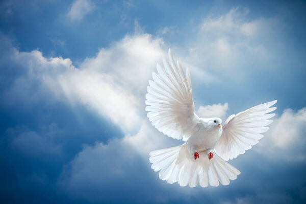 FREE: Peace Meditation & Channeling with our Star Family (1 Nov 2023)