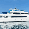 DOLFIJNENREIS - Sataya Reef - Egypte | 26 Sep - 3 Oct 2026 - Afbeelding 2