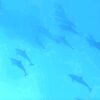 DOLFIJNENREIS - Sataya Reef - Egypte | 26 Sep - 3 Oct 2026 - Afbeelding 6