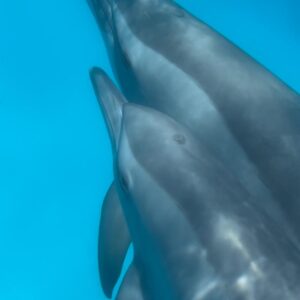 DOLFIJNENREIS - Sataya Reef - Egypte | 26 Sep - 3 Oct 2026