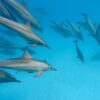 DOLFIJNENREIS - Sataya Reef - Egypte | 26 Sep - 3 Oct 2026 - Afbeelding 3